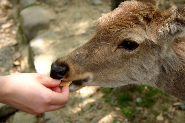 Deer eating deer crackers