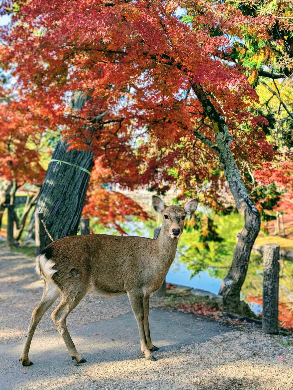 Nara deer
