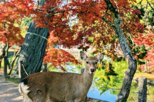 Nara deer