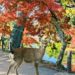 Nara deer